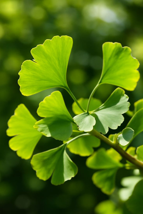 Ginkgo Biloba