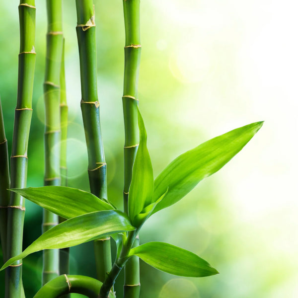 Bamboo Leaf Oil
