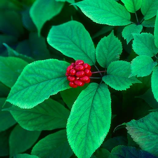 American Ginseng