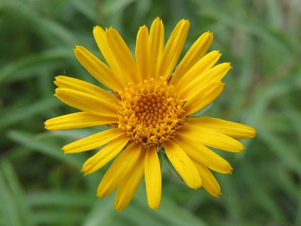 Arnica Montana